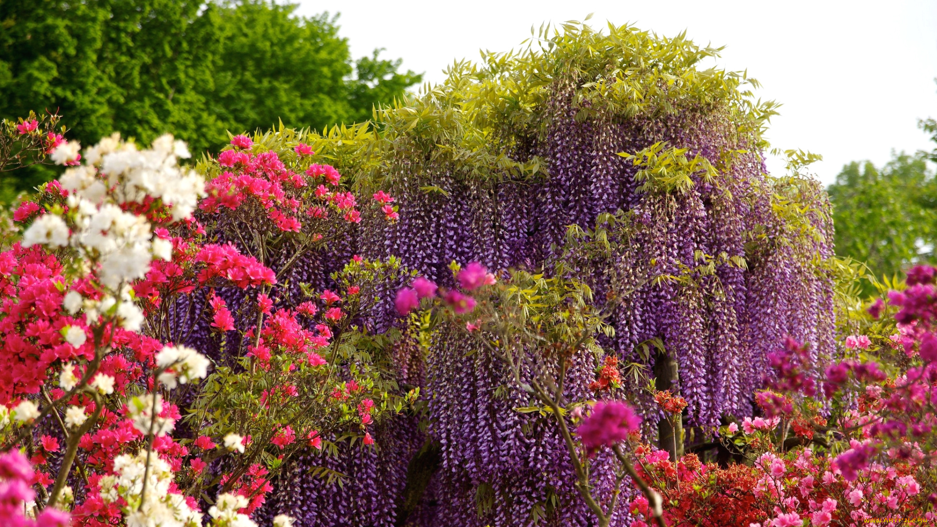 цветы, разные, вместе, глициния, азалия