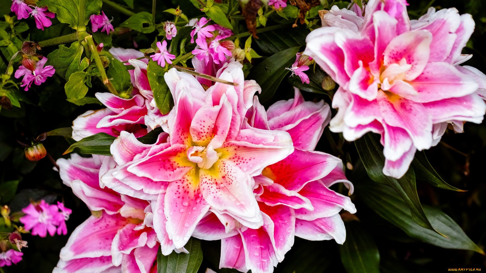 цветы, разные, вместе, лилии