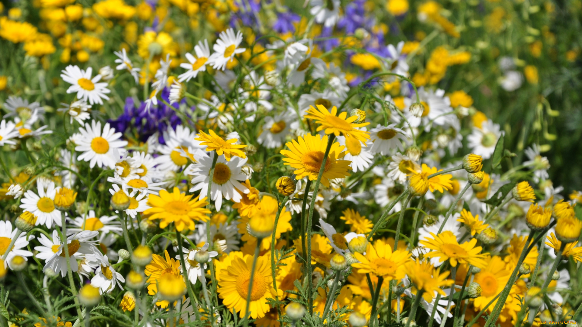 цветы, ромашки, луг