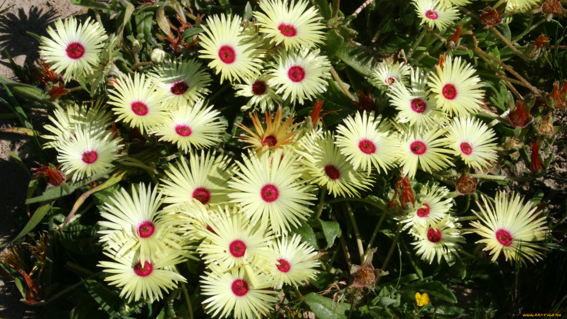 цветы, ромашки, желтые, mesembryanthemum, ливингстон