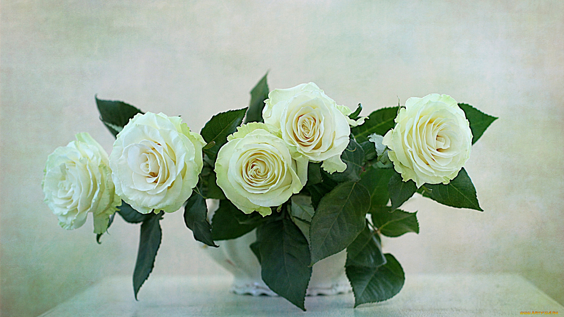 цветы, розы, белый