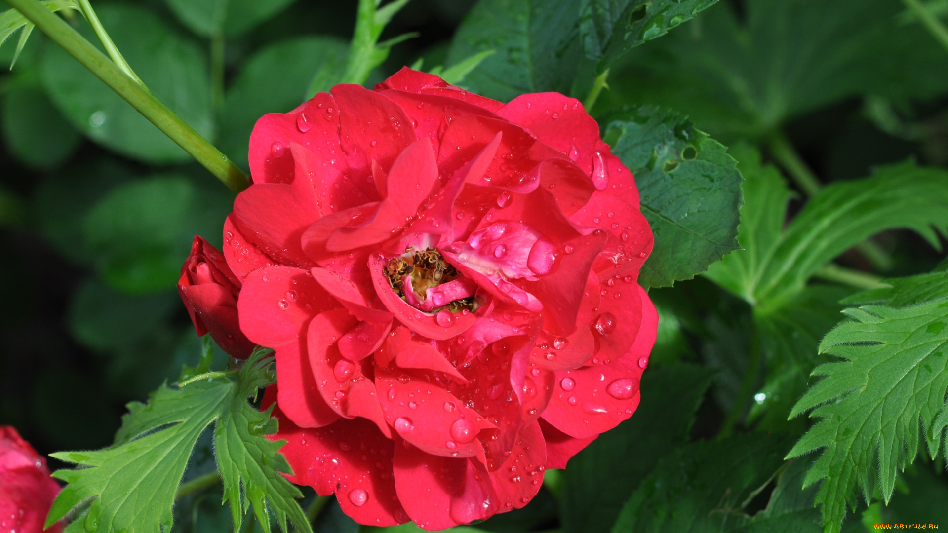 цветы, розы, красный