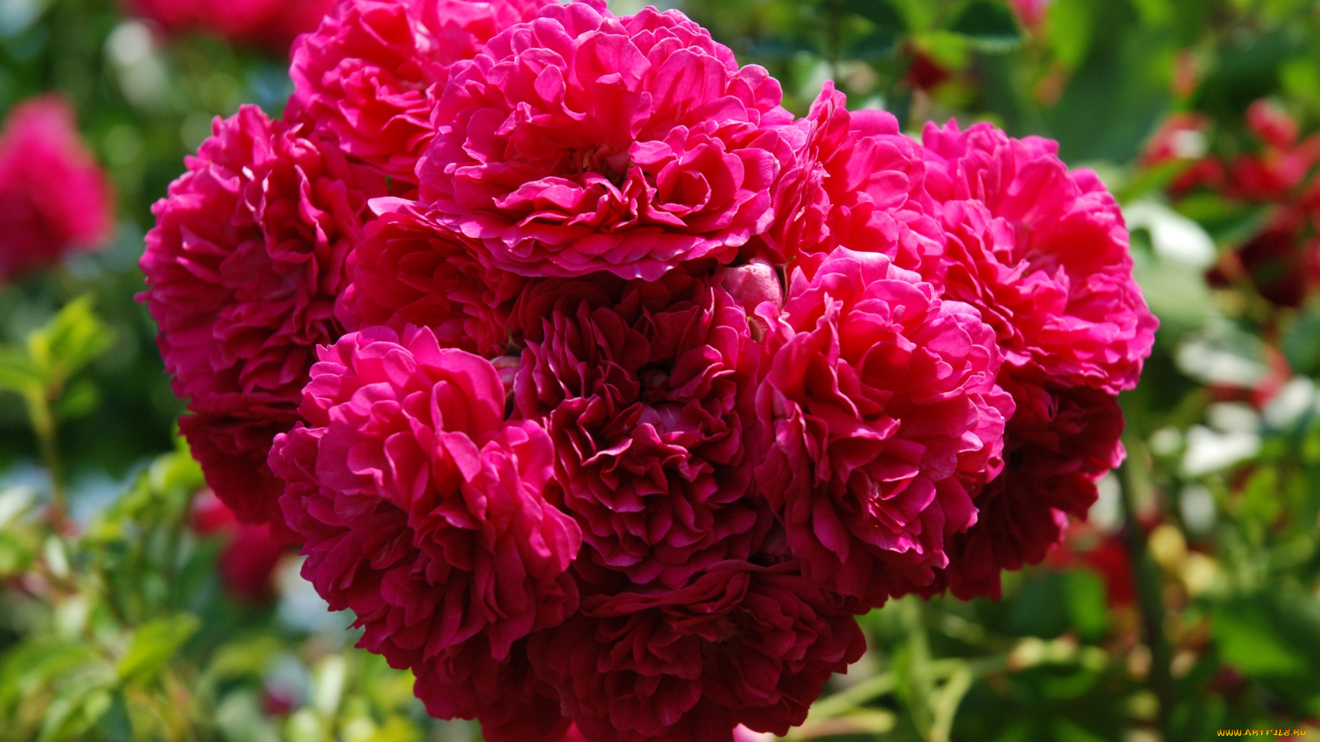 цветы, розы, малиновый