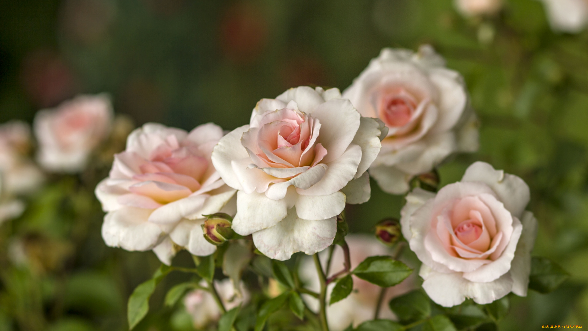 цветы, розы, нежность