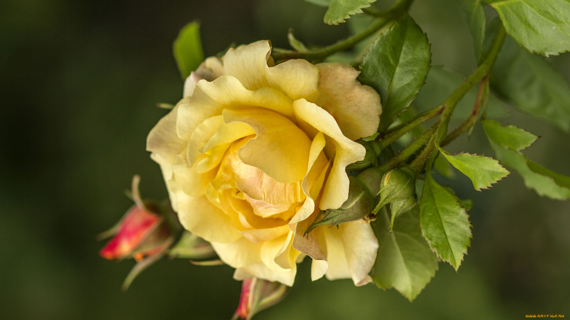 цветы, розы, желтый