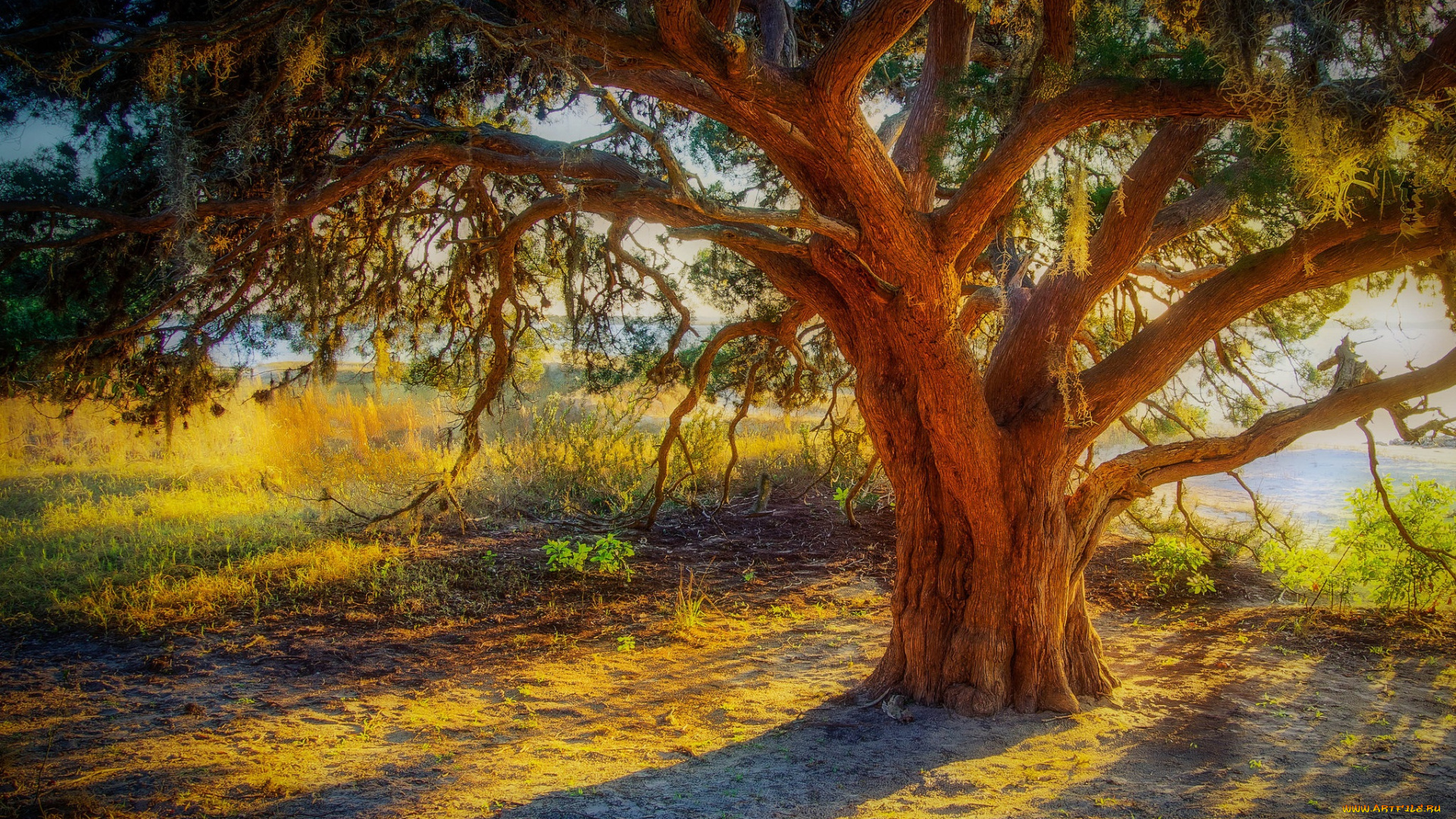 природа, деревья