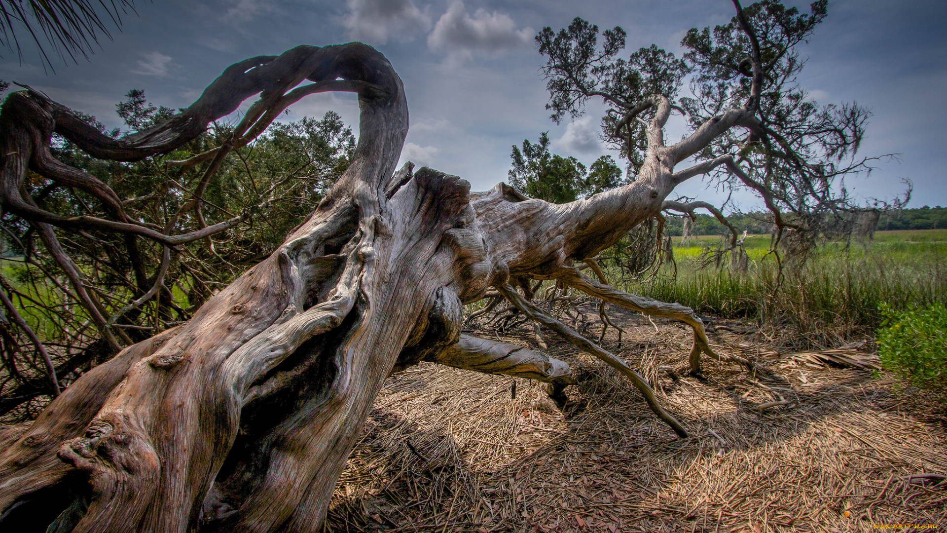 природа, деревья, трава, дерево, поле
