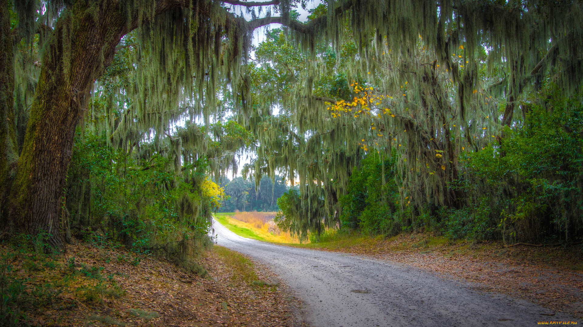 природа, дороги, дорога, осень, лес, листва