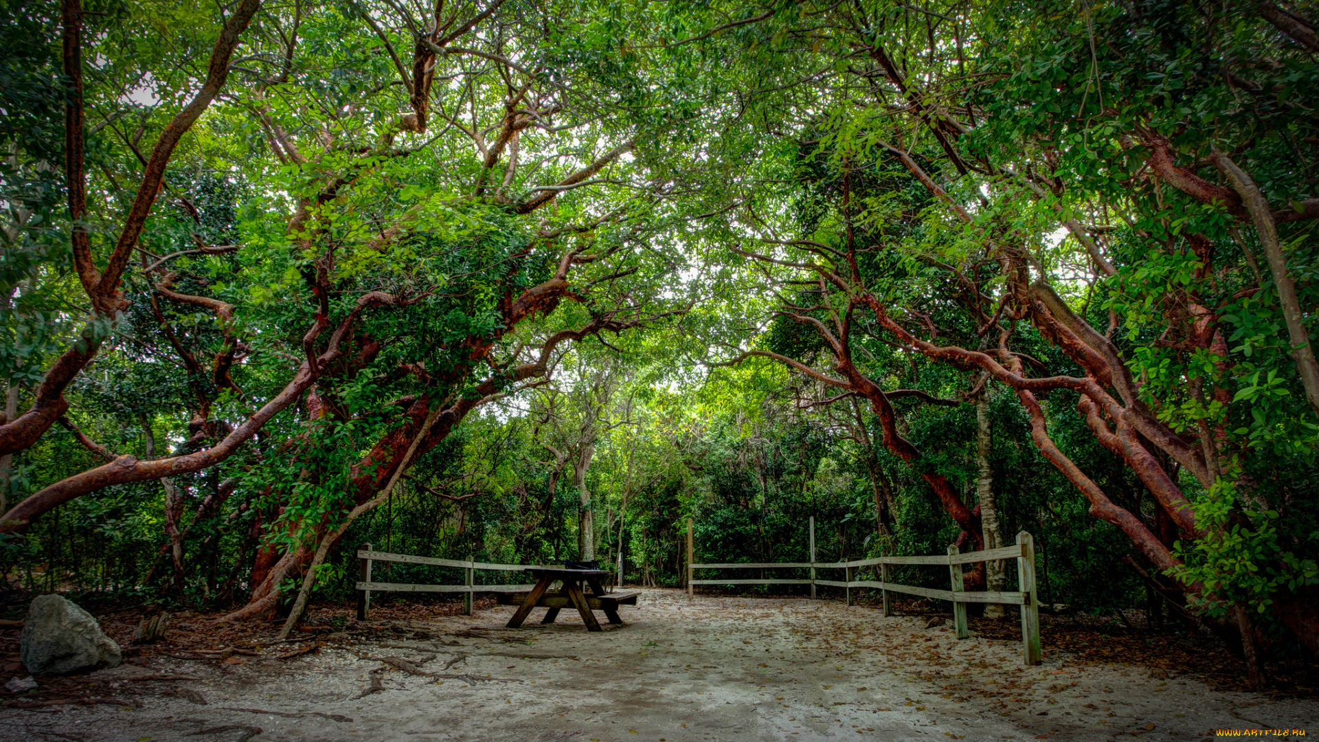 природа, дороги, изгородь, лес, дорожка