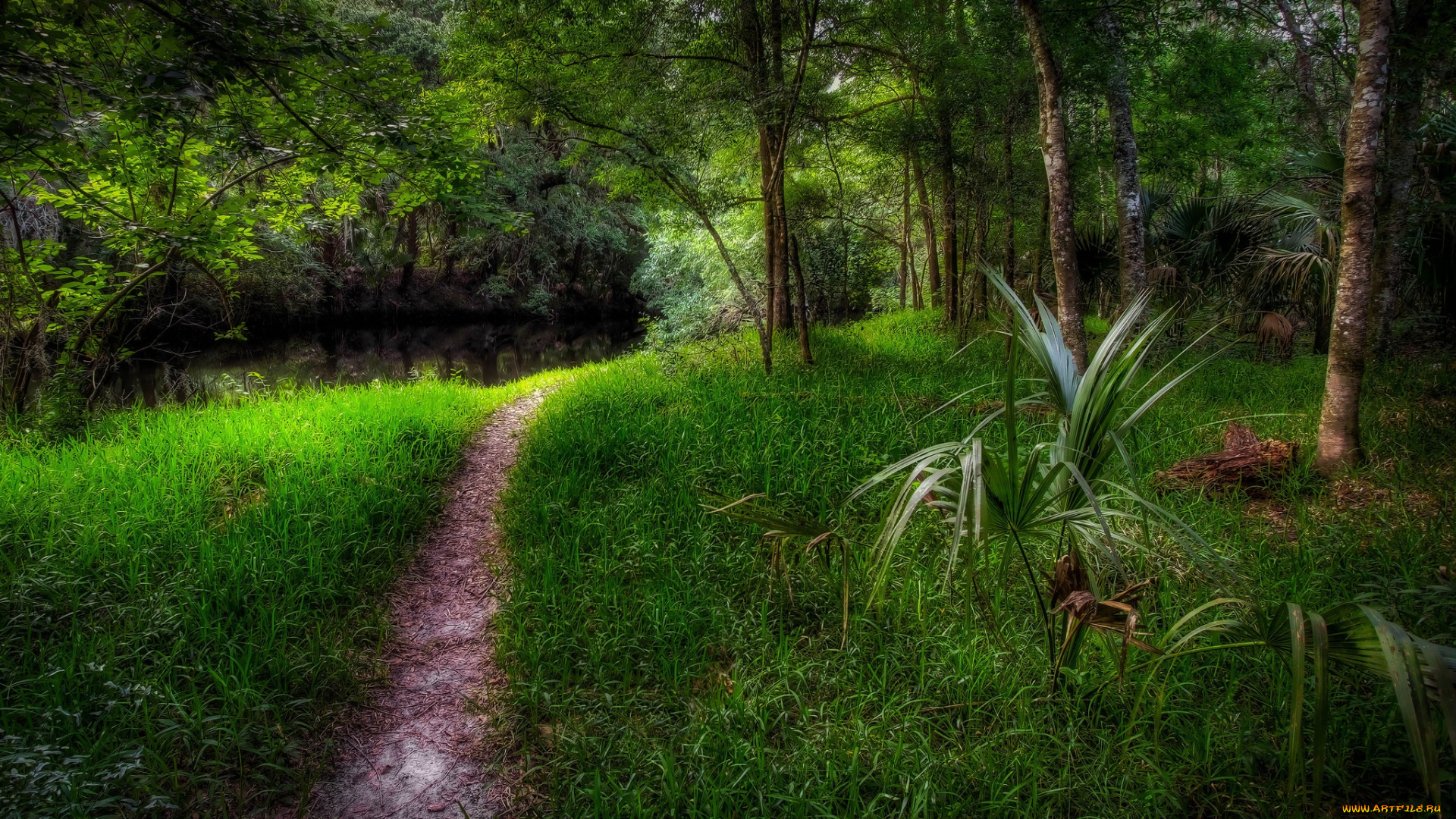 природа, дороги, тропа, трава, лес