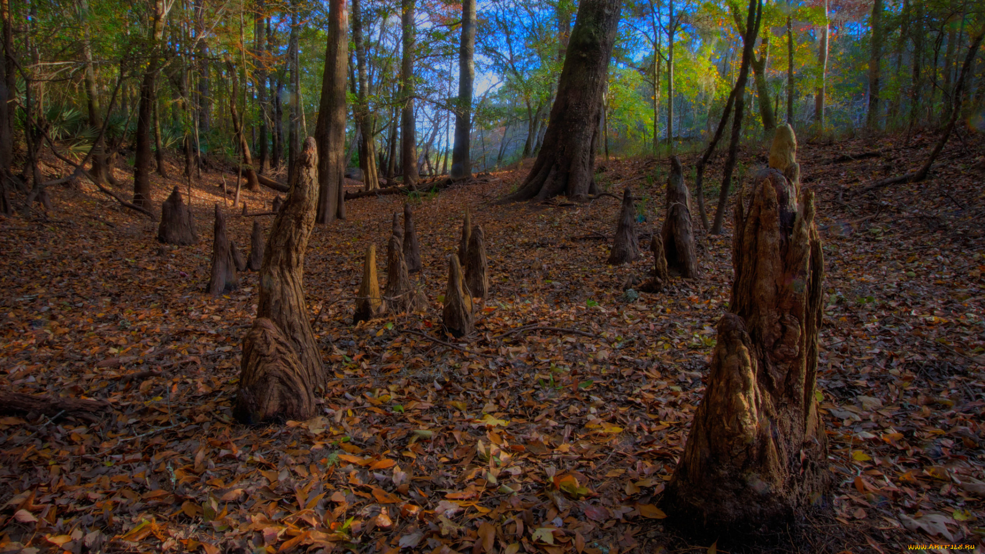 природа, лес, листва, пни
