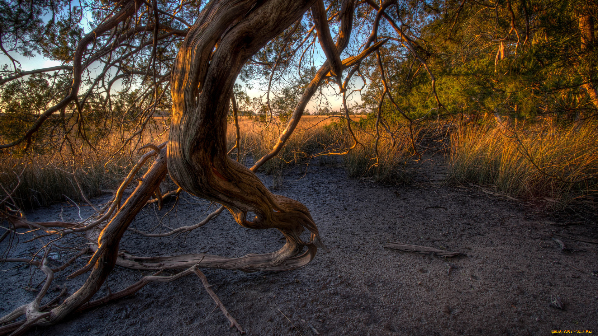 природа, лес, трава, ветвь, поляна