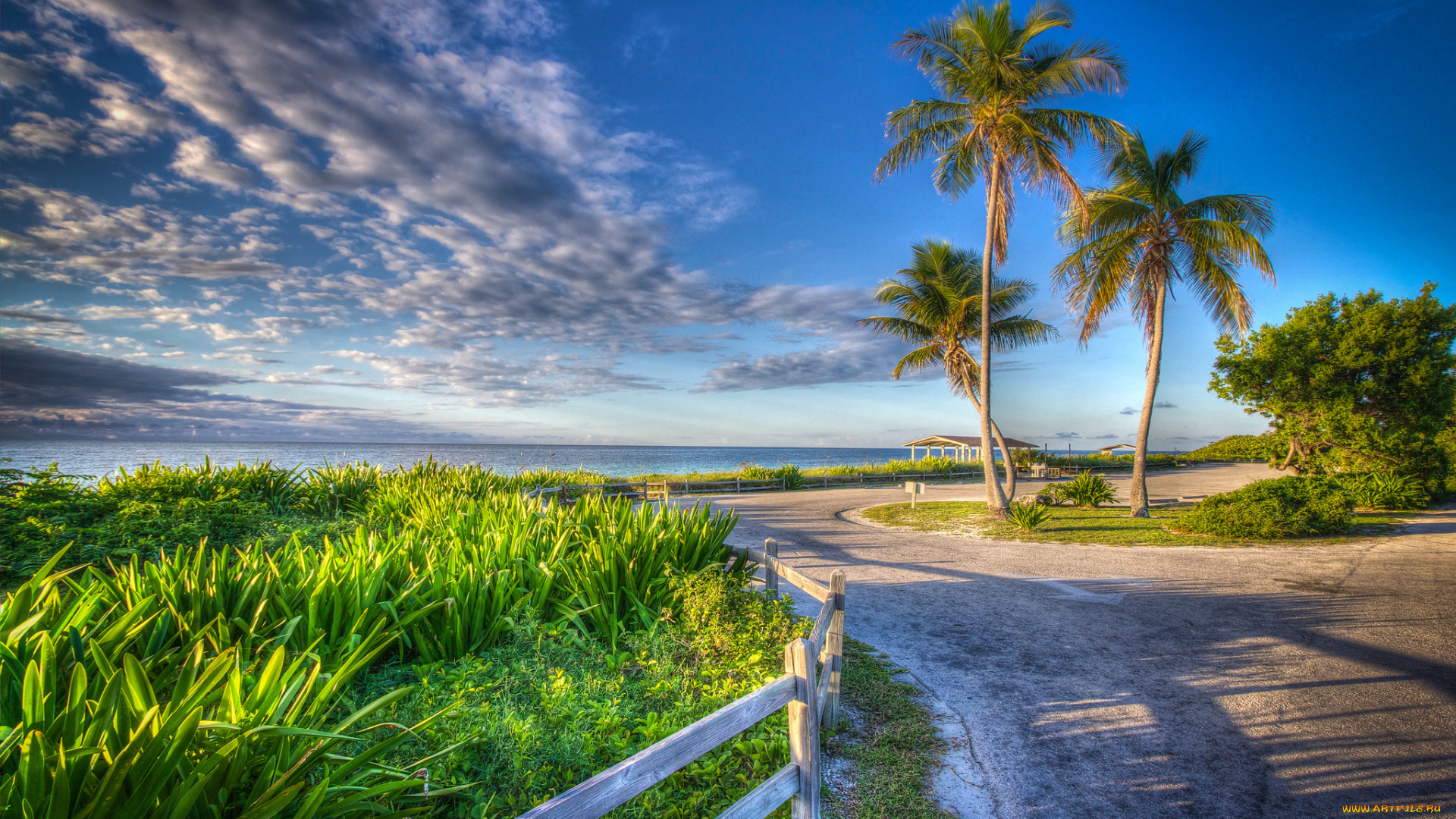природа, побережье, берег, дорога, забор, пальмы