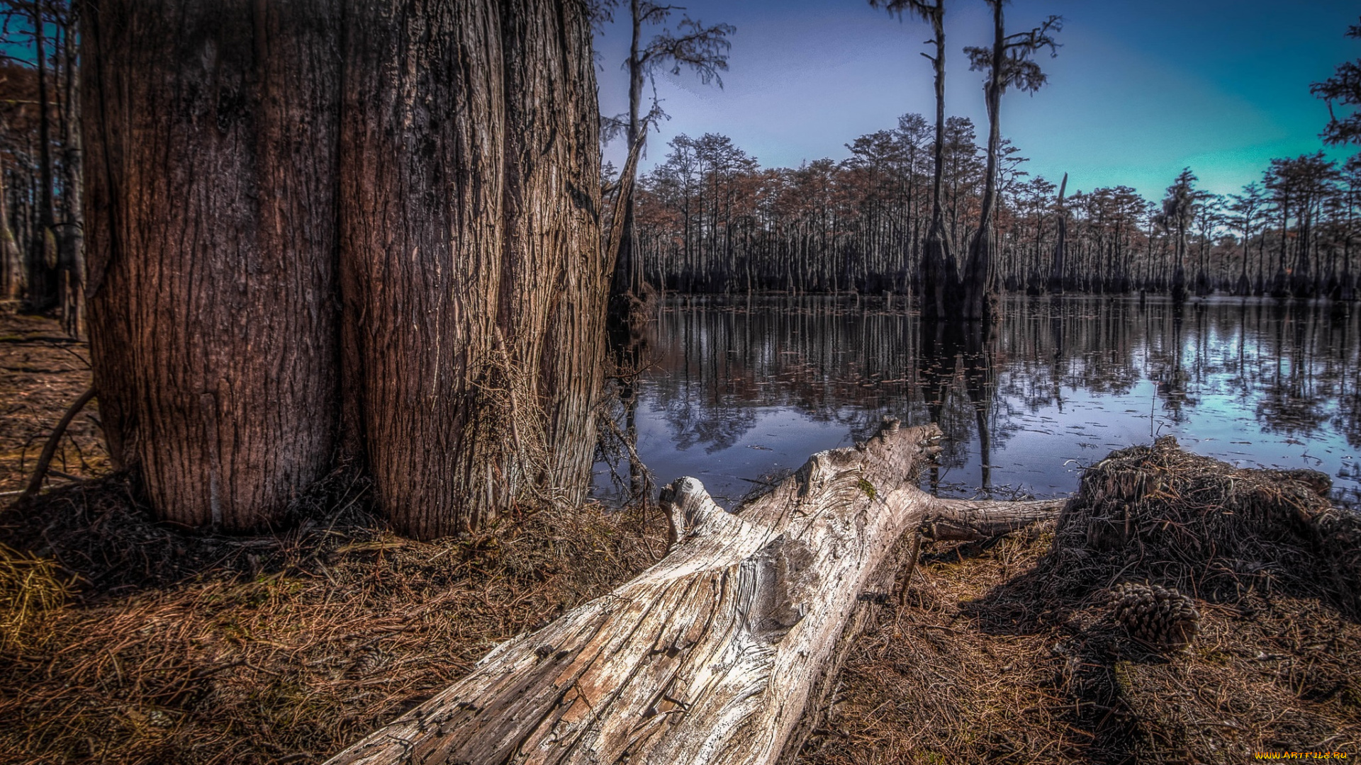 природа, реки, озера, лес, бревно, стволы, вода