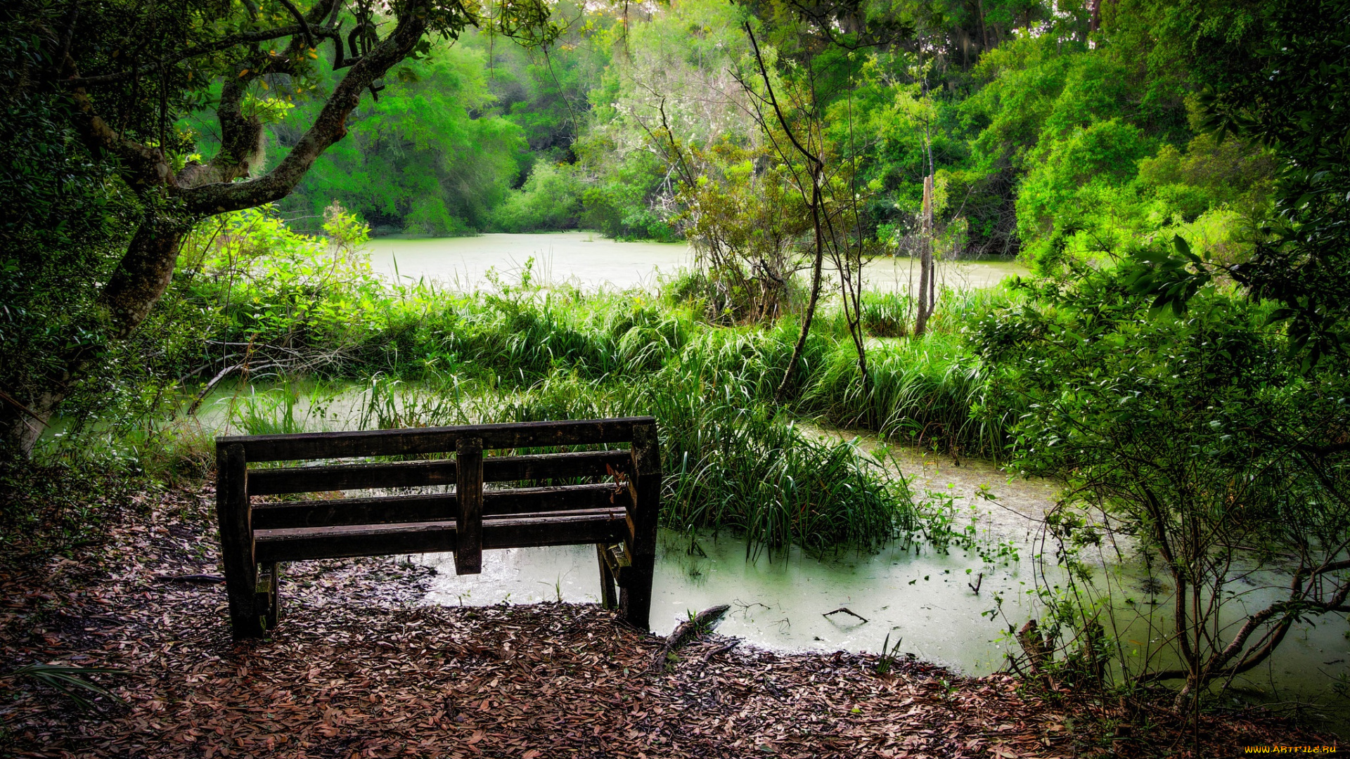 природа, реки, озера, листва, трава, болотце, скамейка, лес
