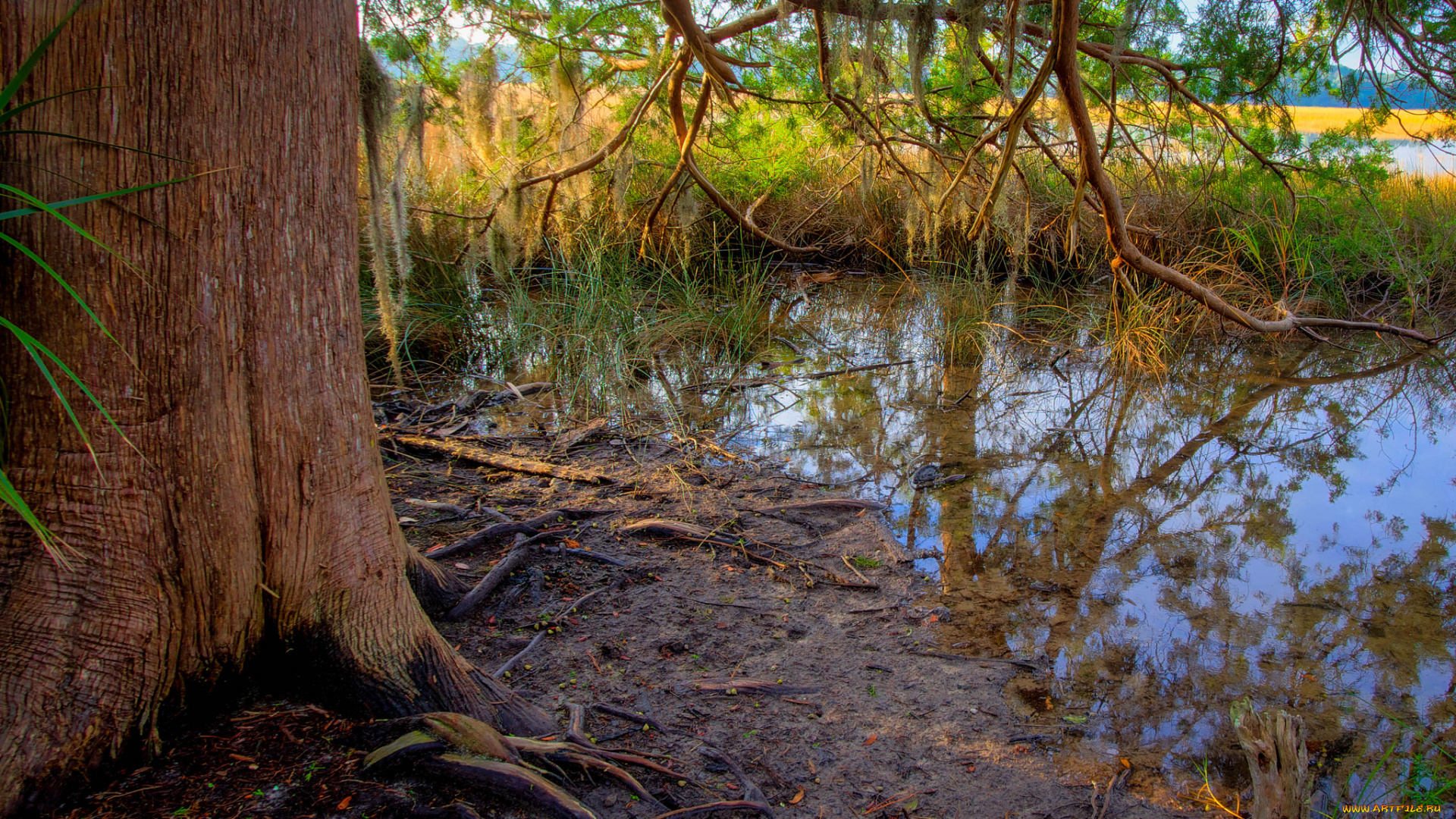 природа, реки, озера, осень, осока, водоем, лс