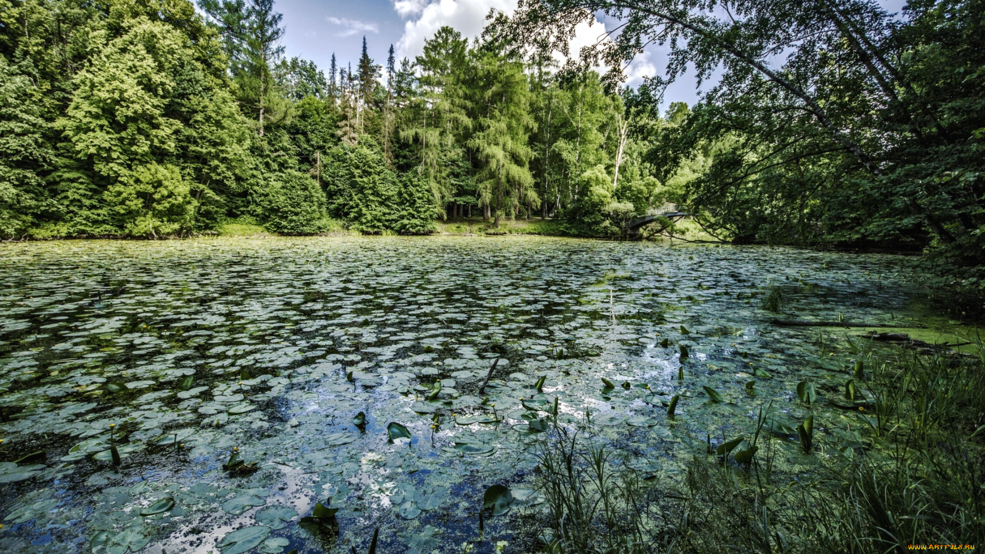 природа, реки, озера, озеро, лес