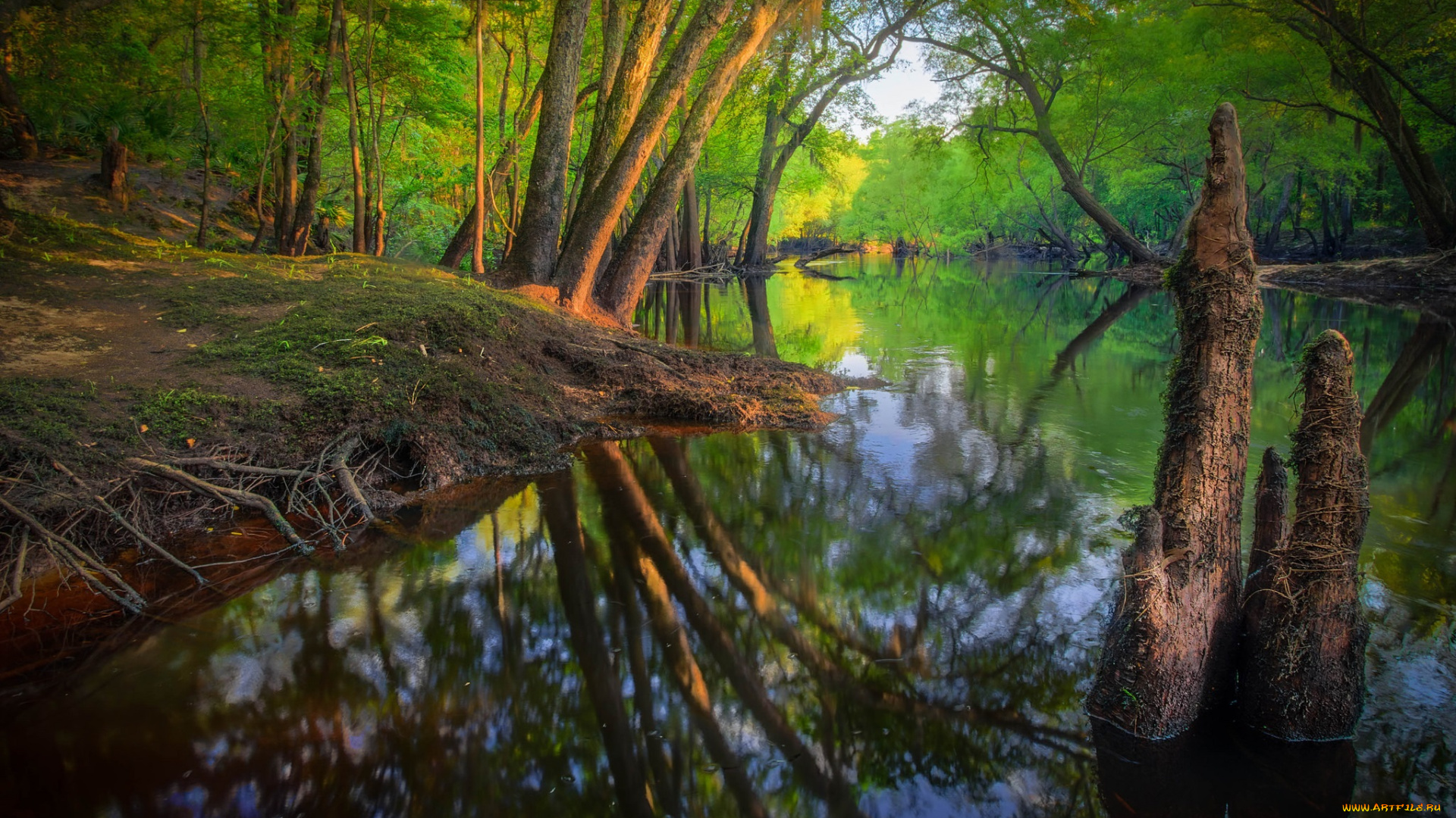 природа, реки, озера, река, лес