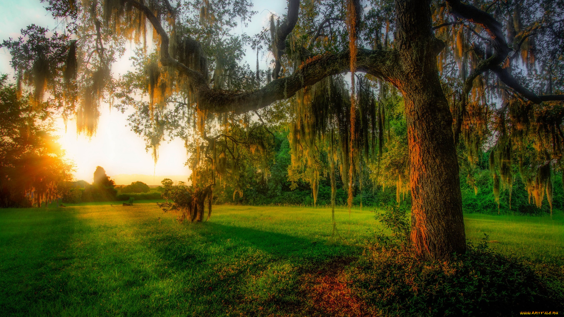 природа, восходы, закаты, свет, трава, поляна, лес