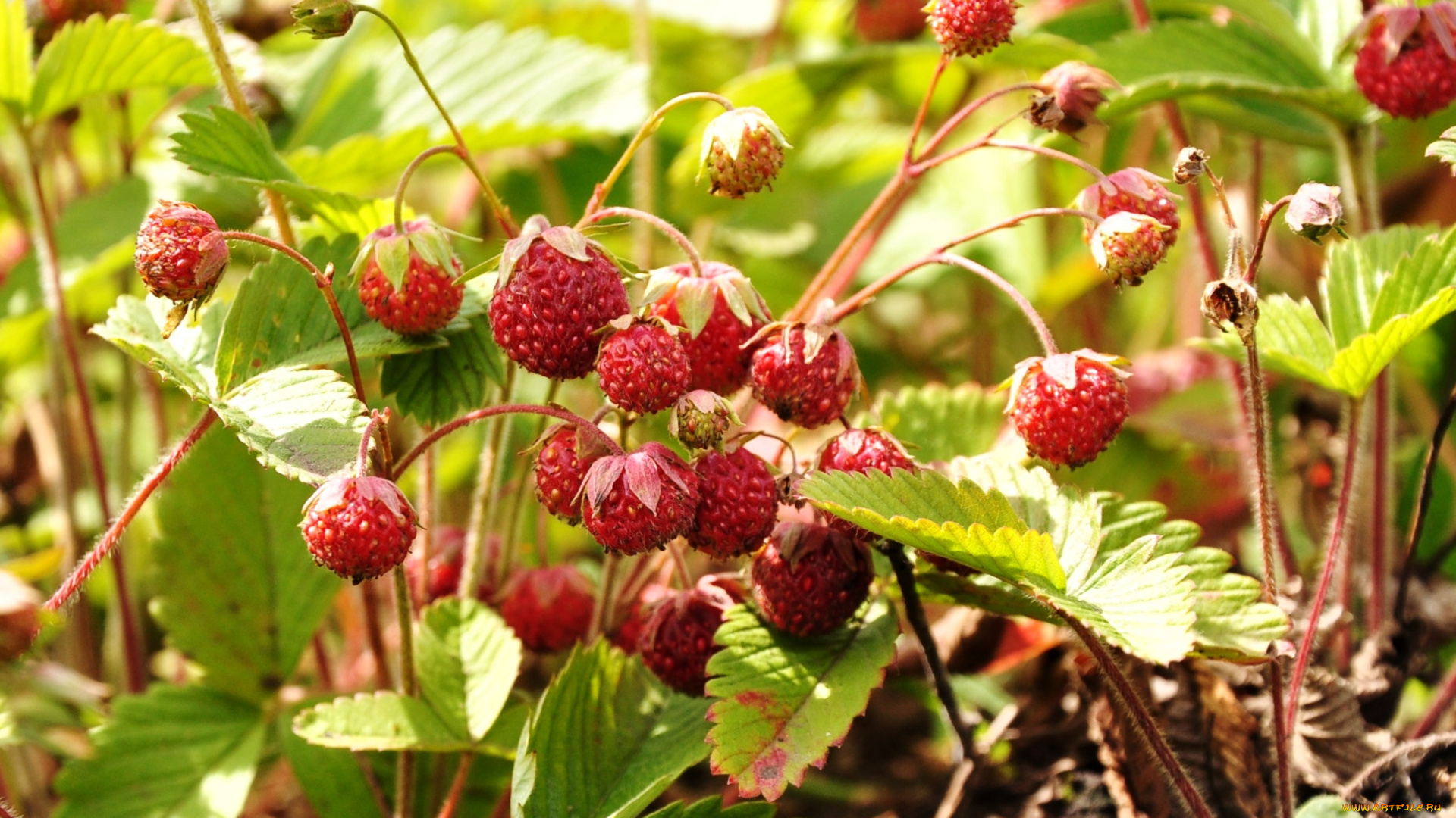 природа, Ягоды, луговая, клубника