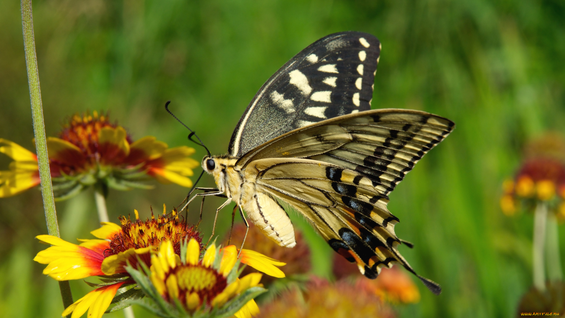 животные, бабочки, крылья
