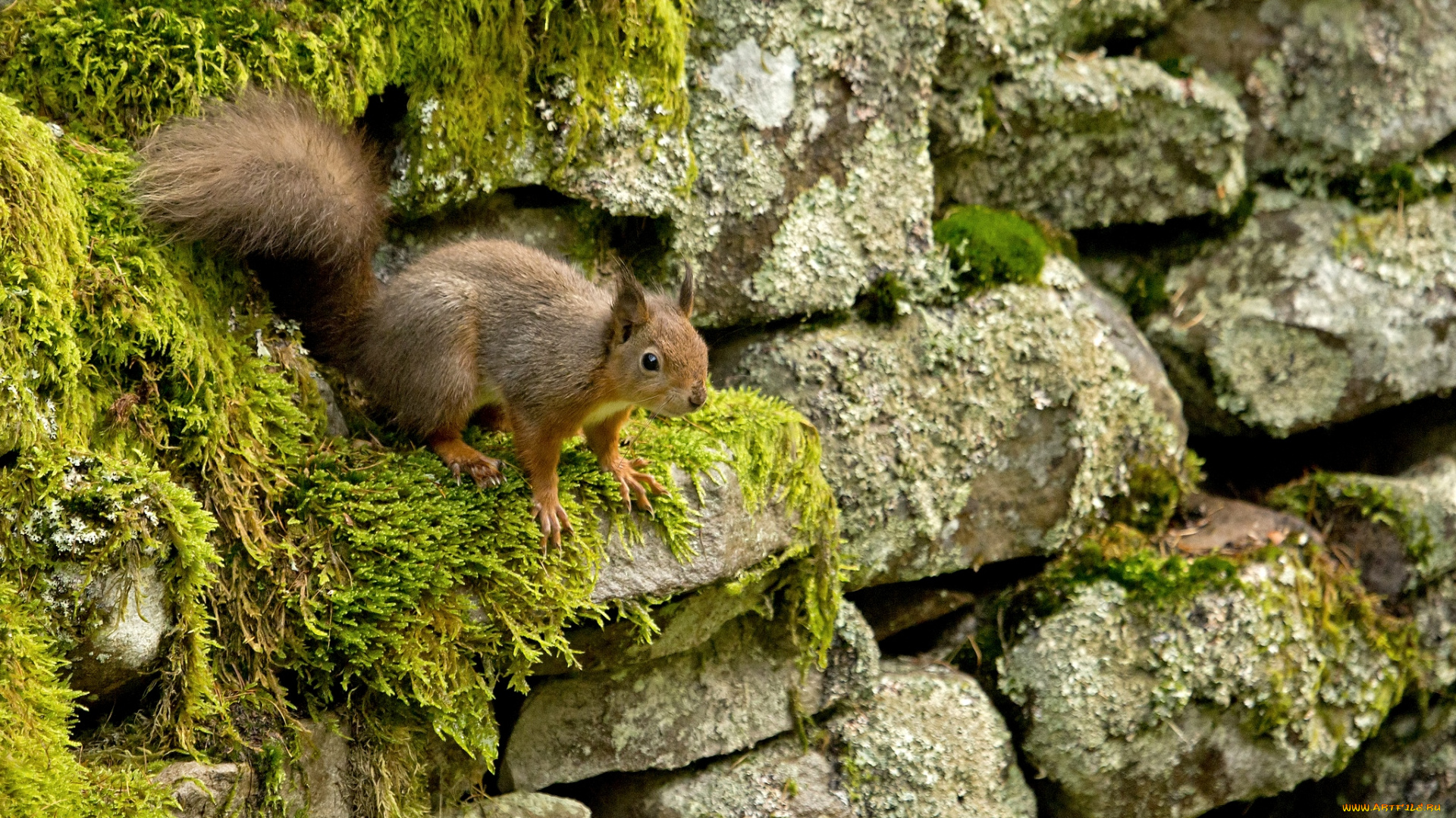 животные, белки, зверек