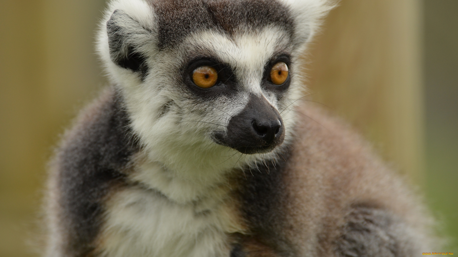 животные, лемуры, портрет, мордочка