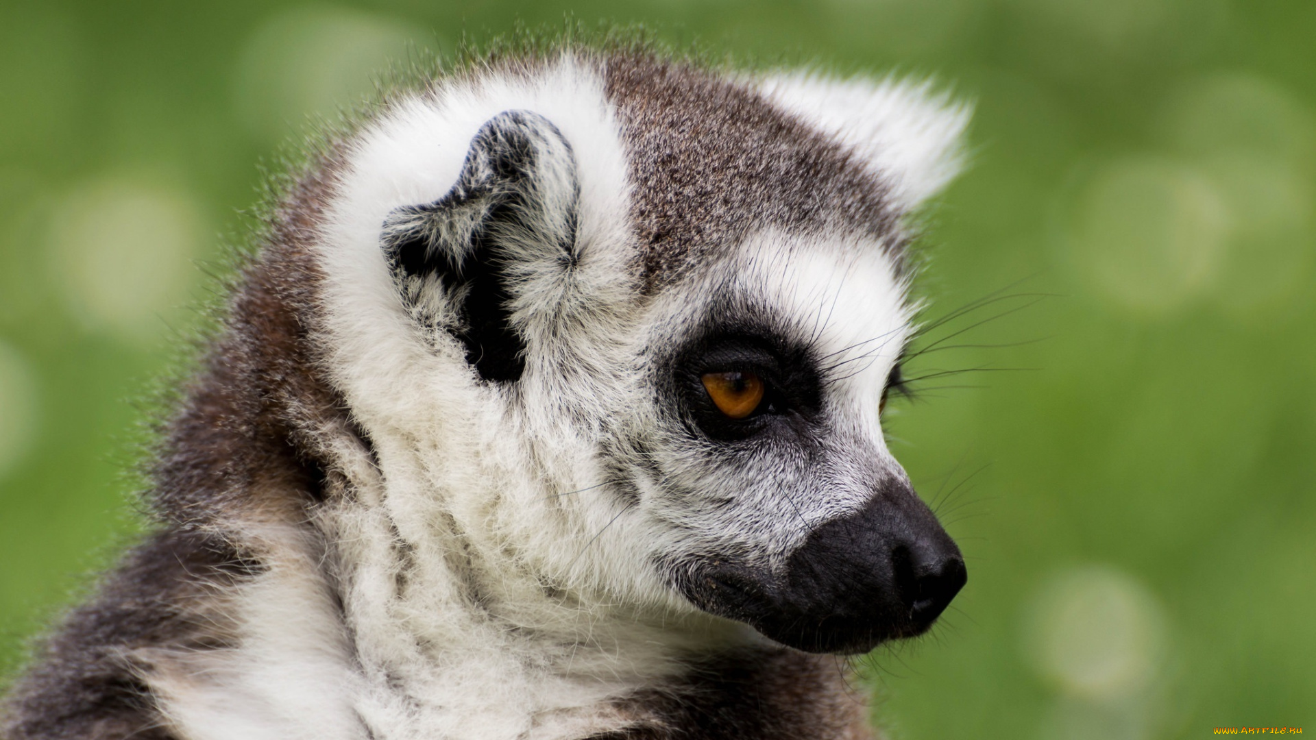 животные, лемуры, портрет, мордочка