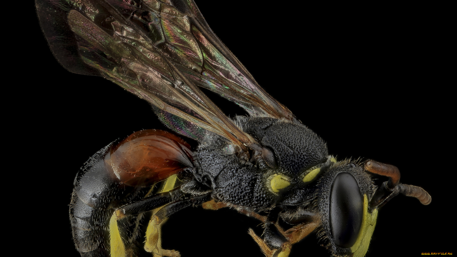 животные, насекомые, макросъемка, насекомое