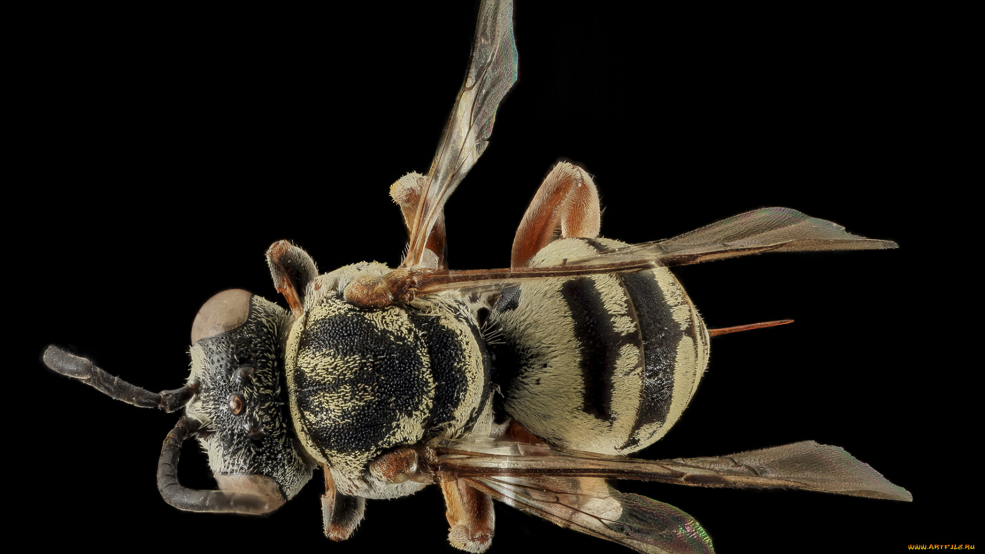 животные, насекомые, макросъемка, насекомое