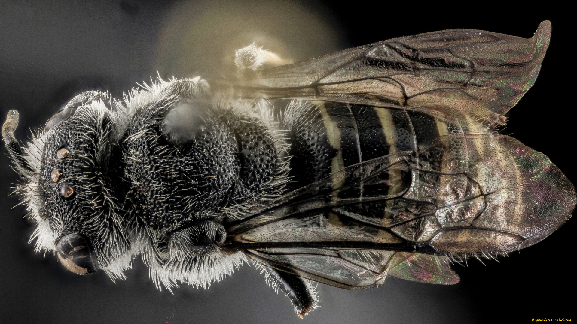 животные, насекомые, макросъемка, насекомое