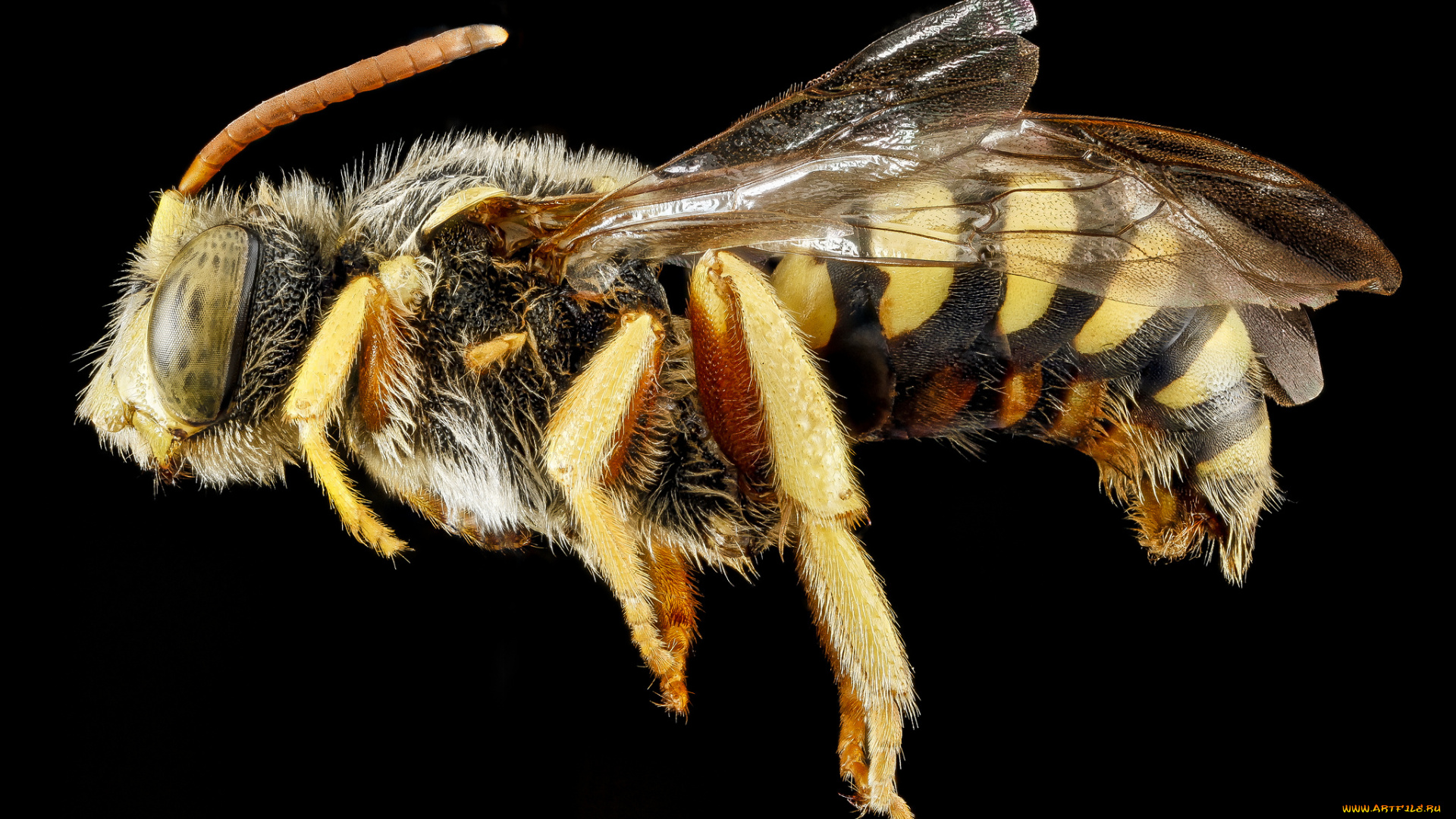 животные, насекомые, макросъемка, насекомое