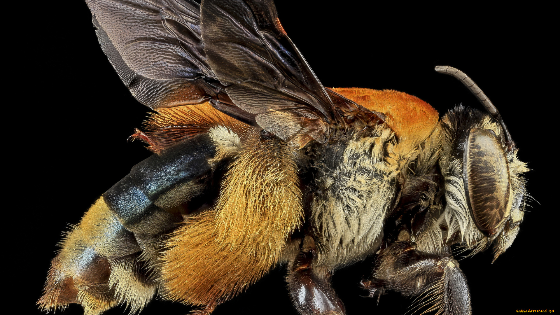 животные, насекомые, макросъемка, насекомое