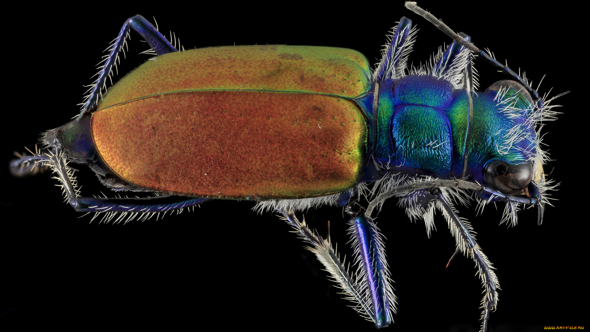 животные, насекомые, макросъемка, насекомое