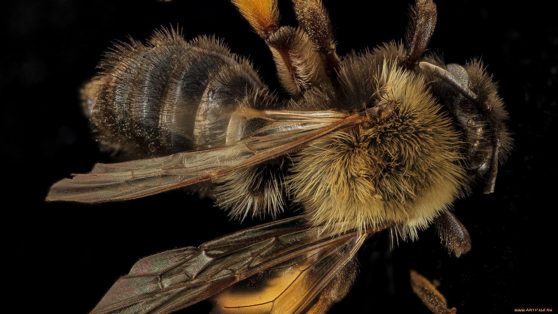 животные, насекомые, макросъемка, насекомое