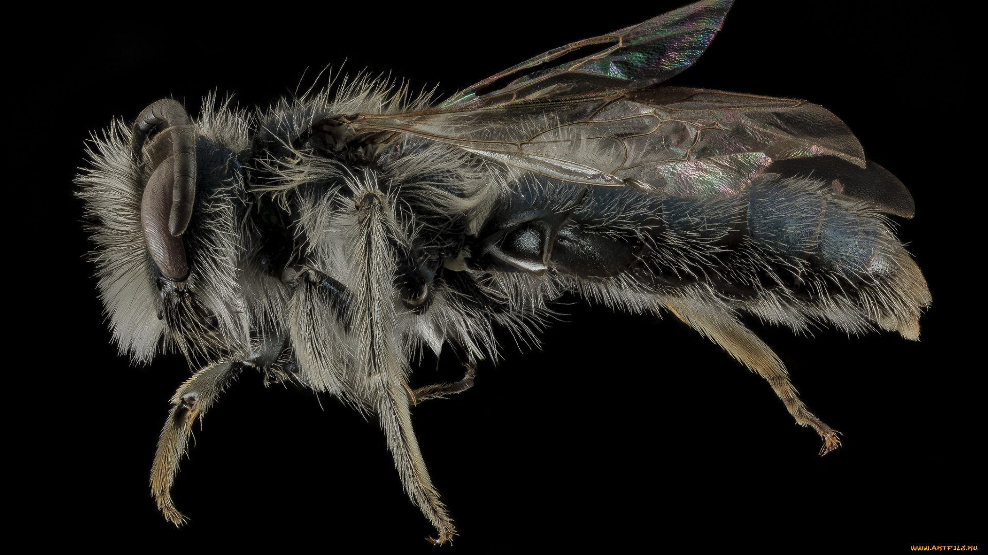 животные, насекомые, макросъемка, насекомое