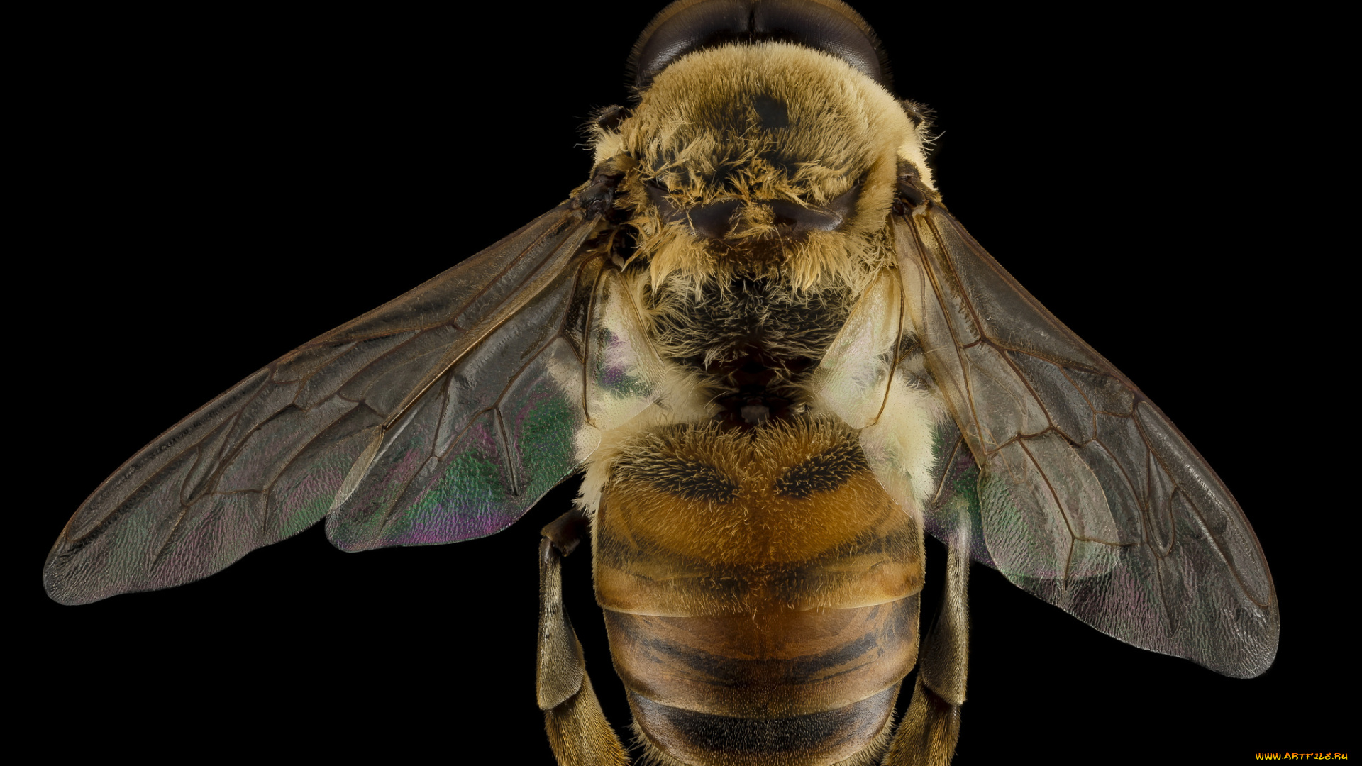 животные, насекомые, макросъемка, насекомое