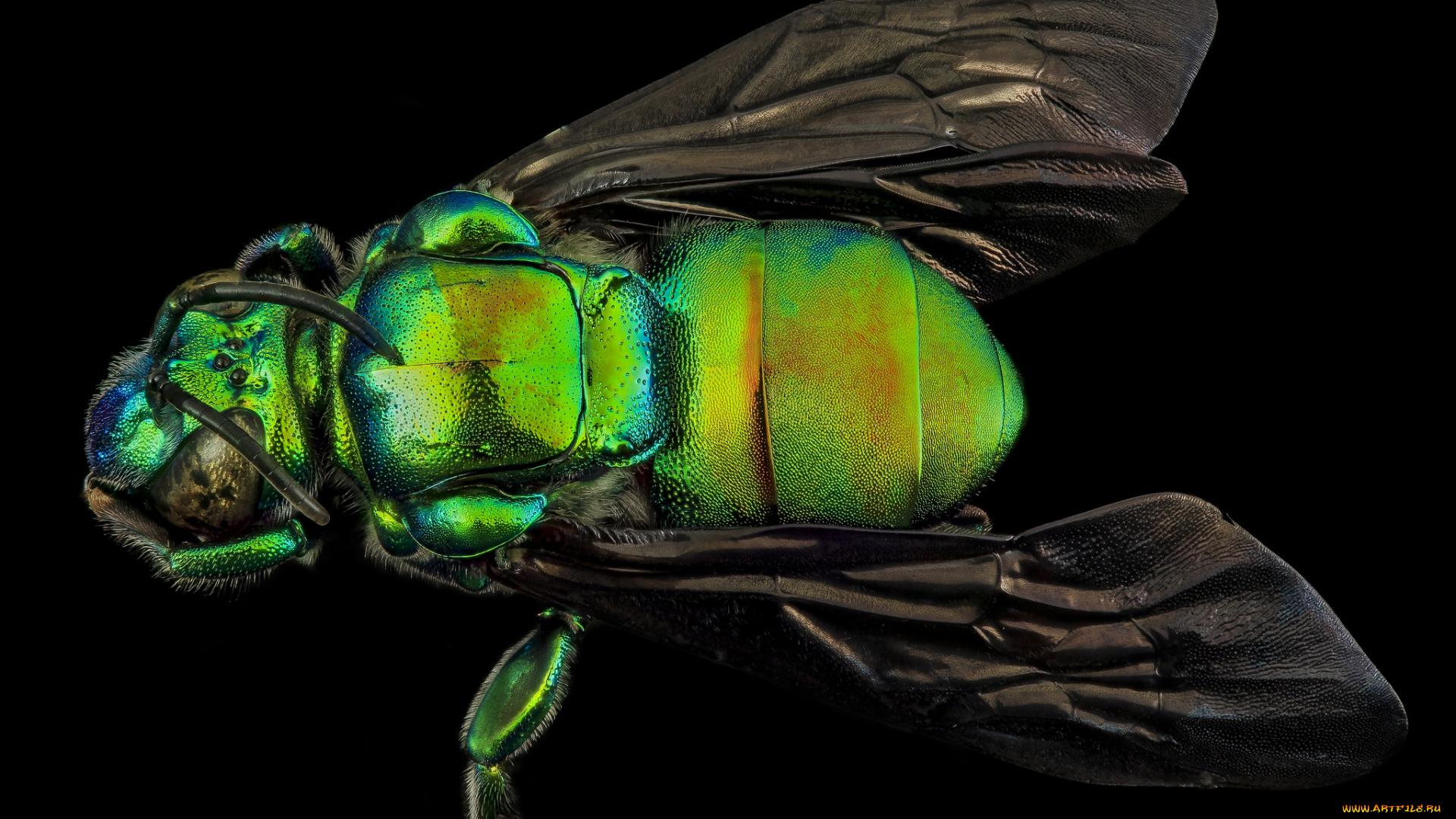 животные, насекомые, макросъемка, насекомое