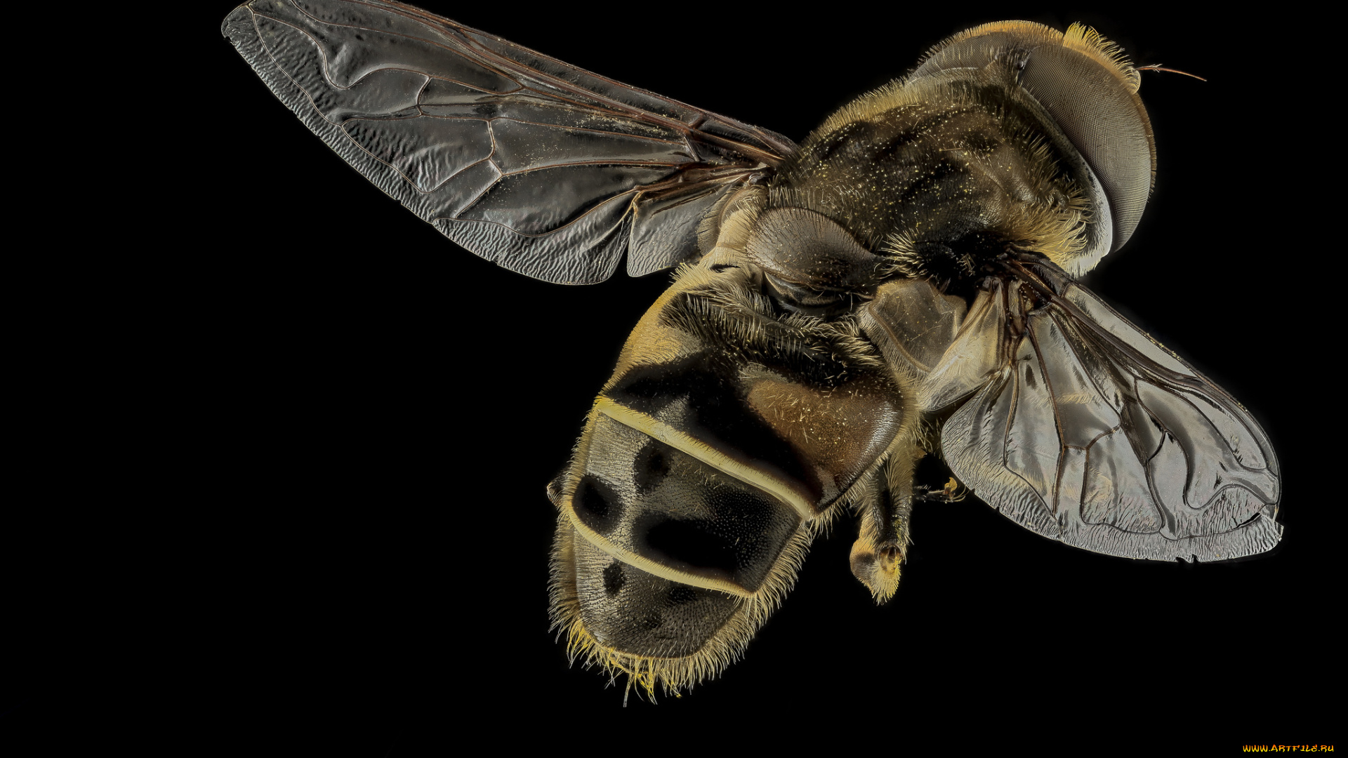 животные, насекомые, насекомое, макросъемка