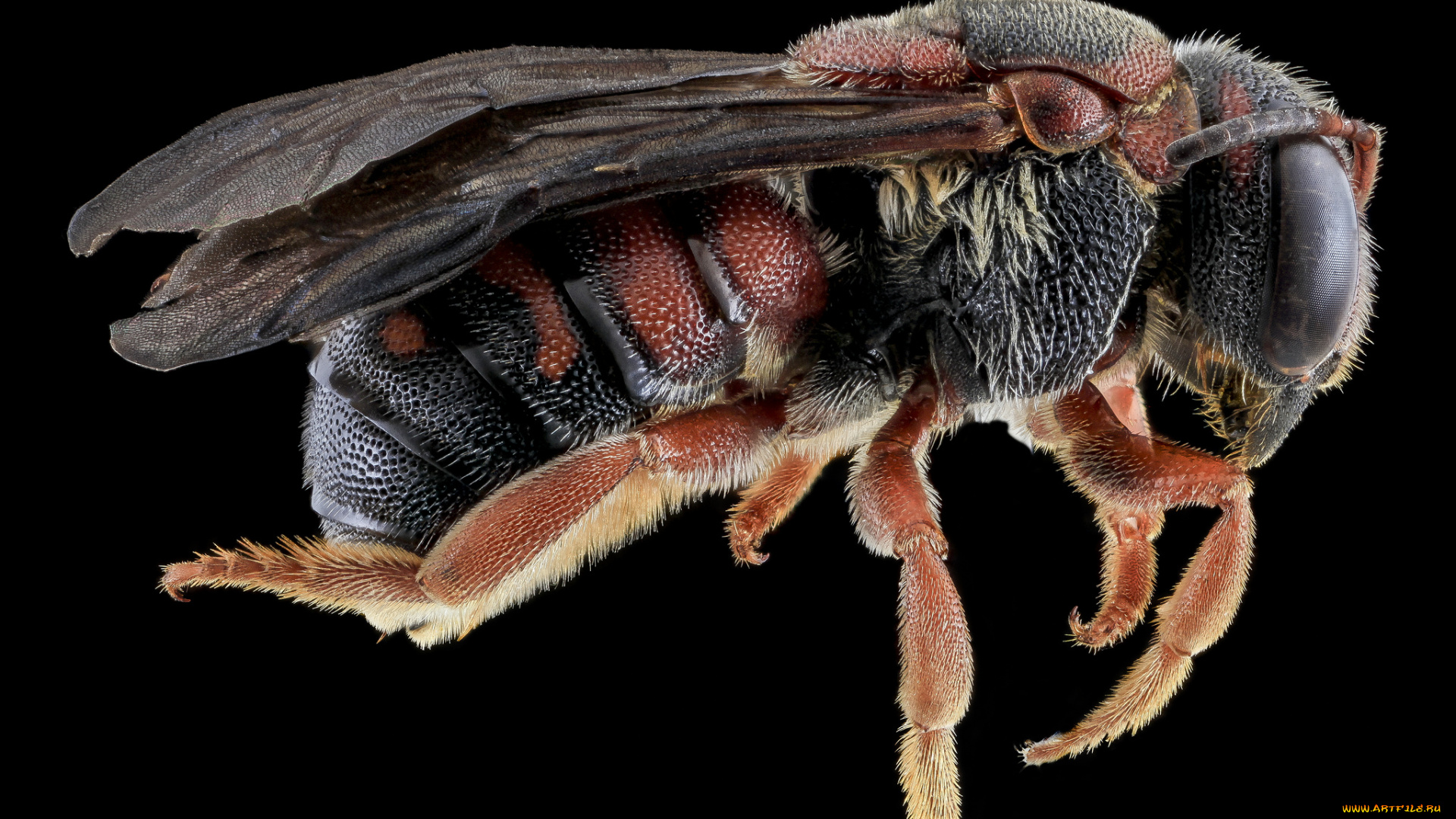 животные, насекомые, насекомое, макросъемка