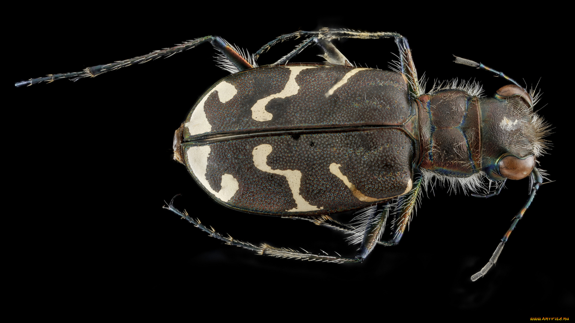 животные, насекомые, насекомое, макросъемка