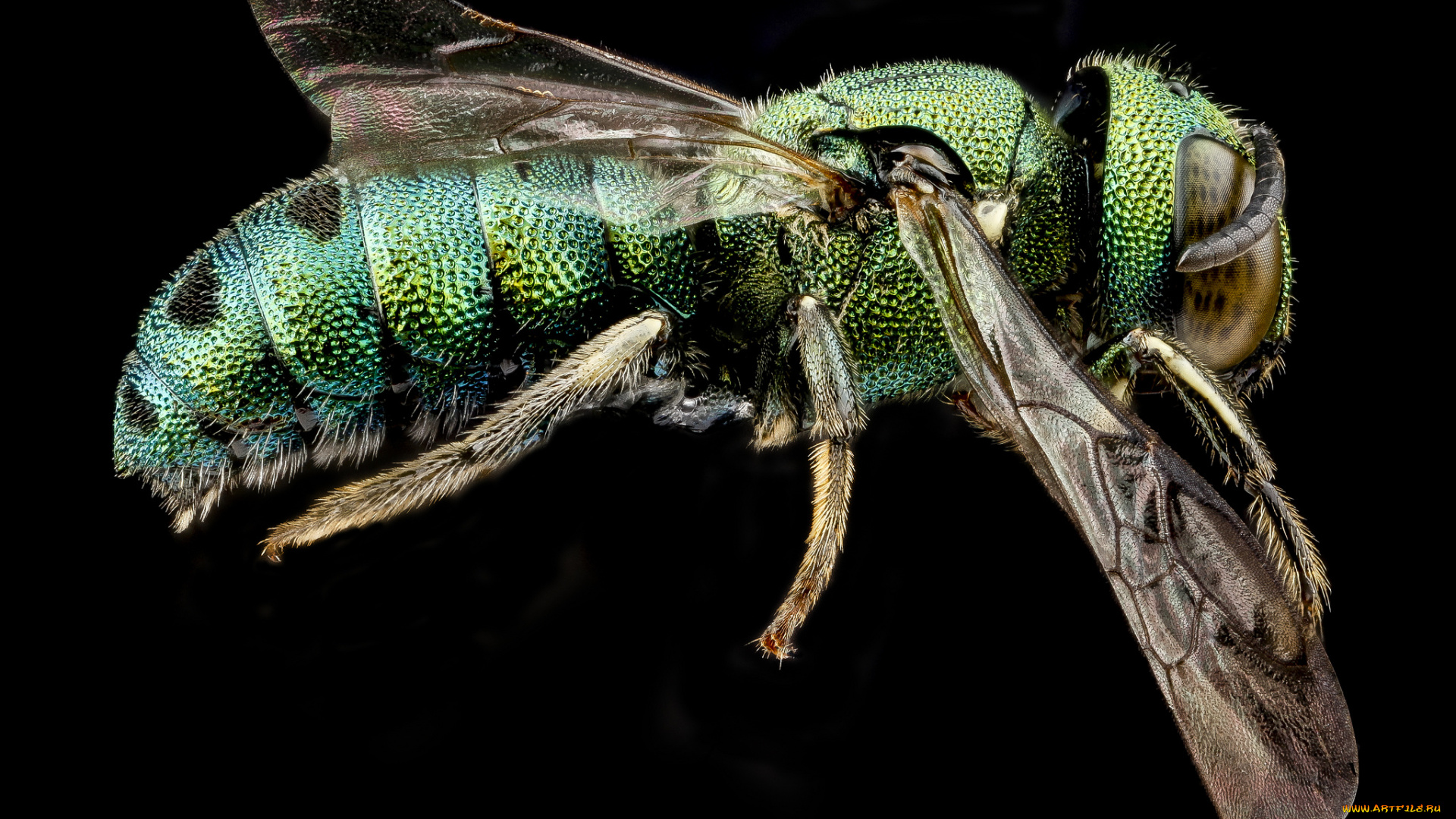 животные, насекомые, насекомое, макросъемка