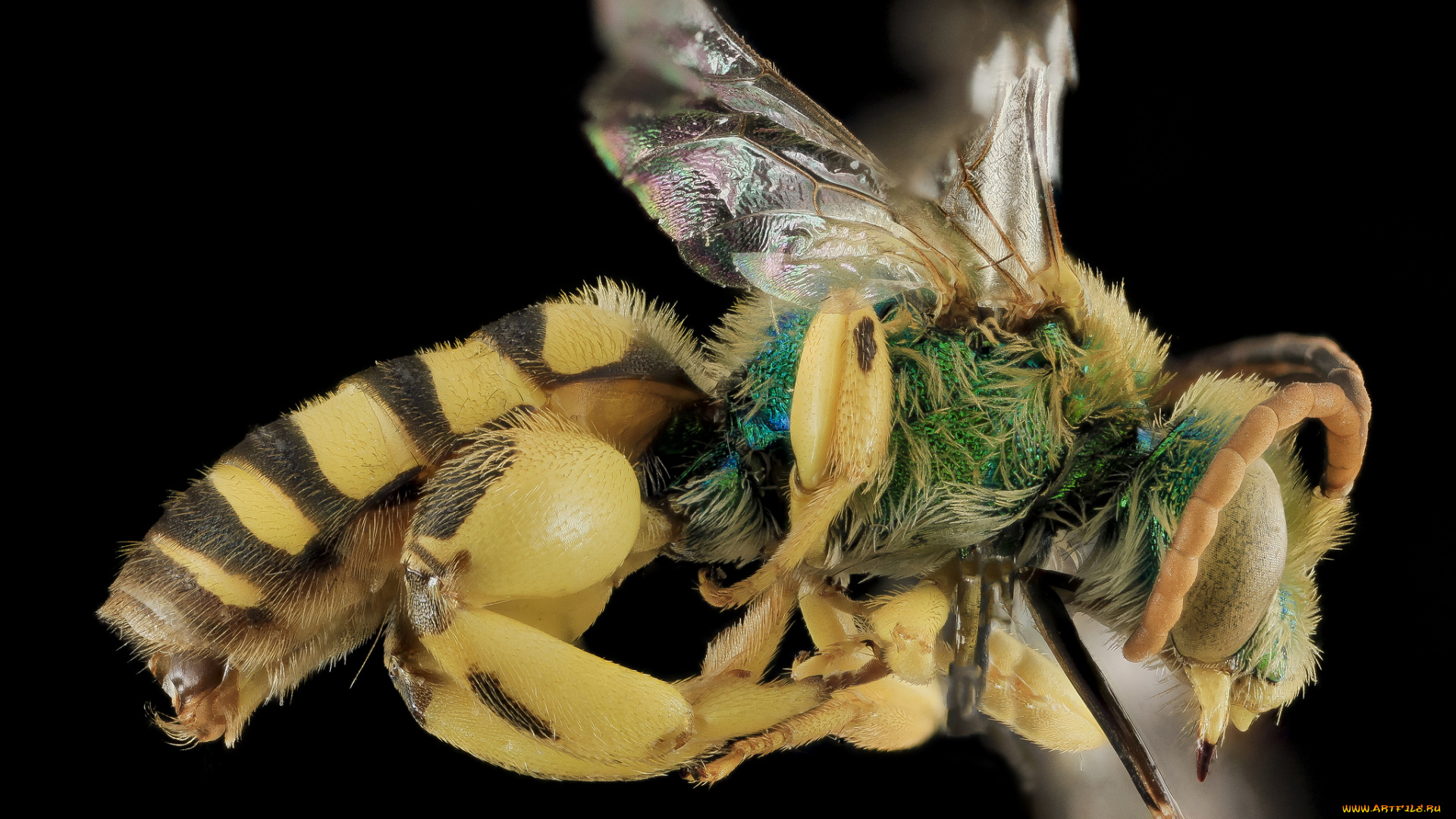 животные, насекомые, насекомое, макросъемка