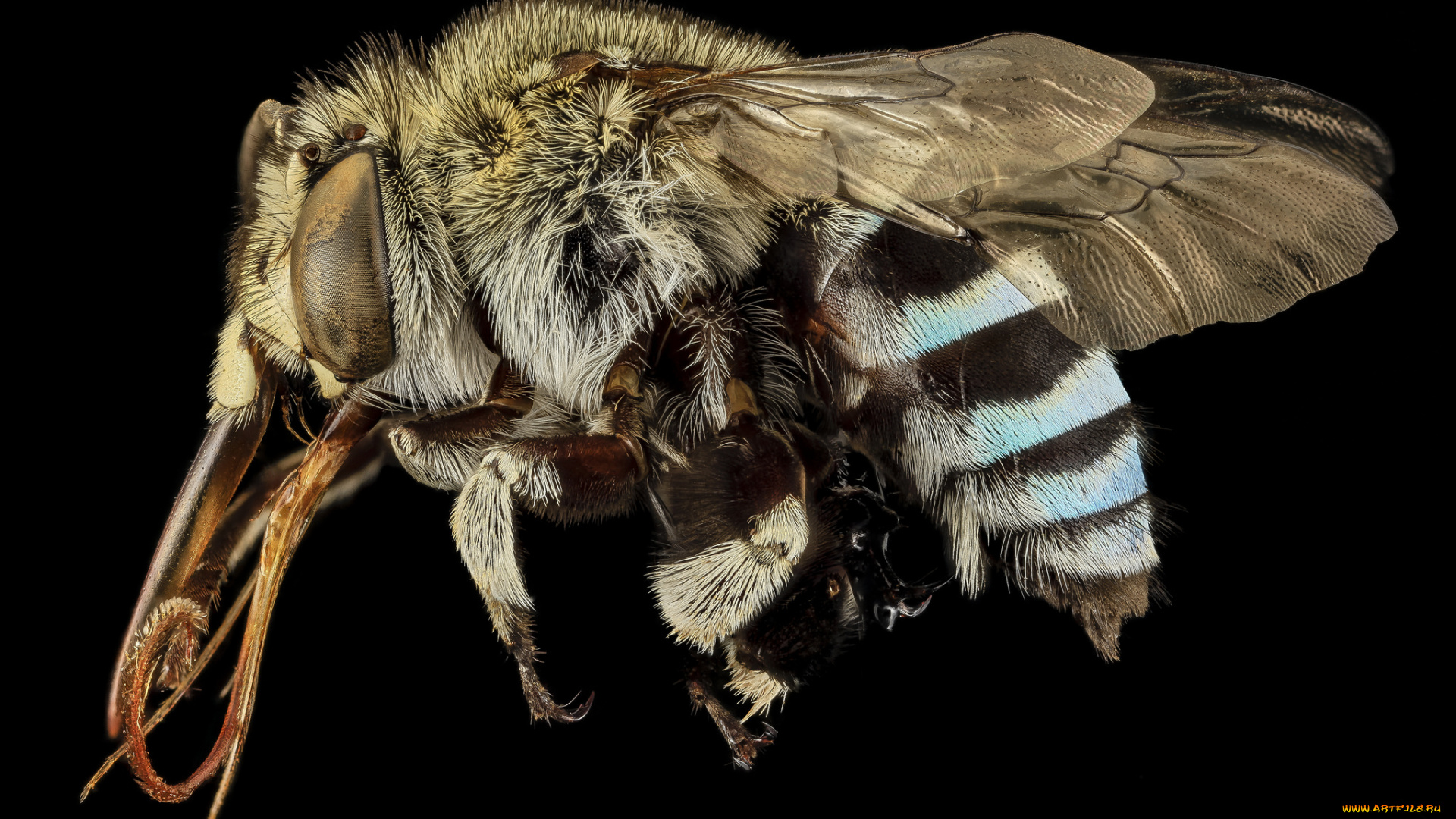 животные, насекомые, насекомое, макросъемка