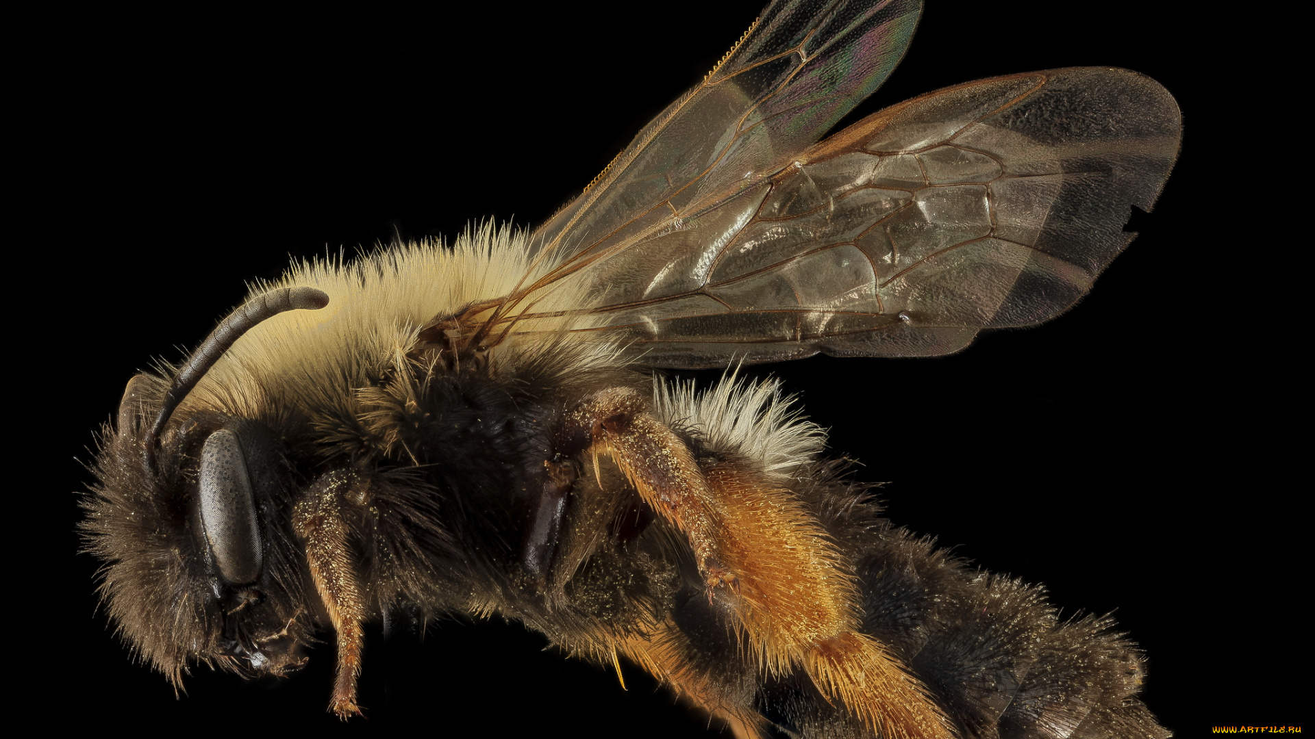 животные, насекомые, насекомое, макросъемка