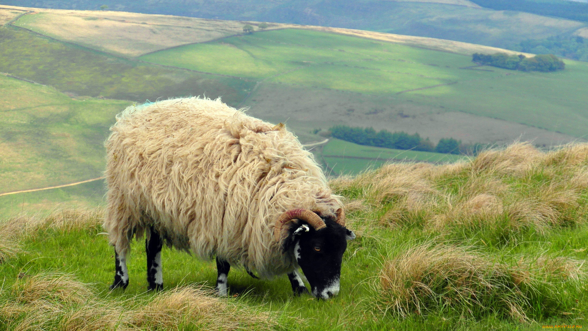 животные, овцы, , бараны, овечка