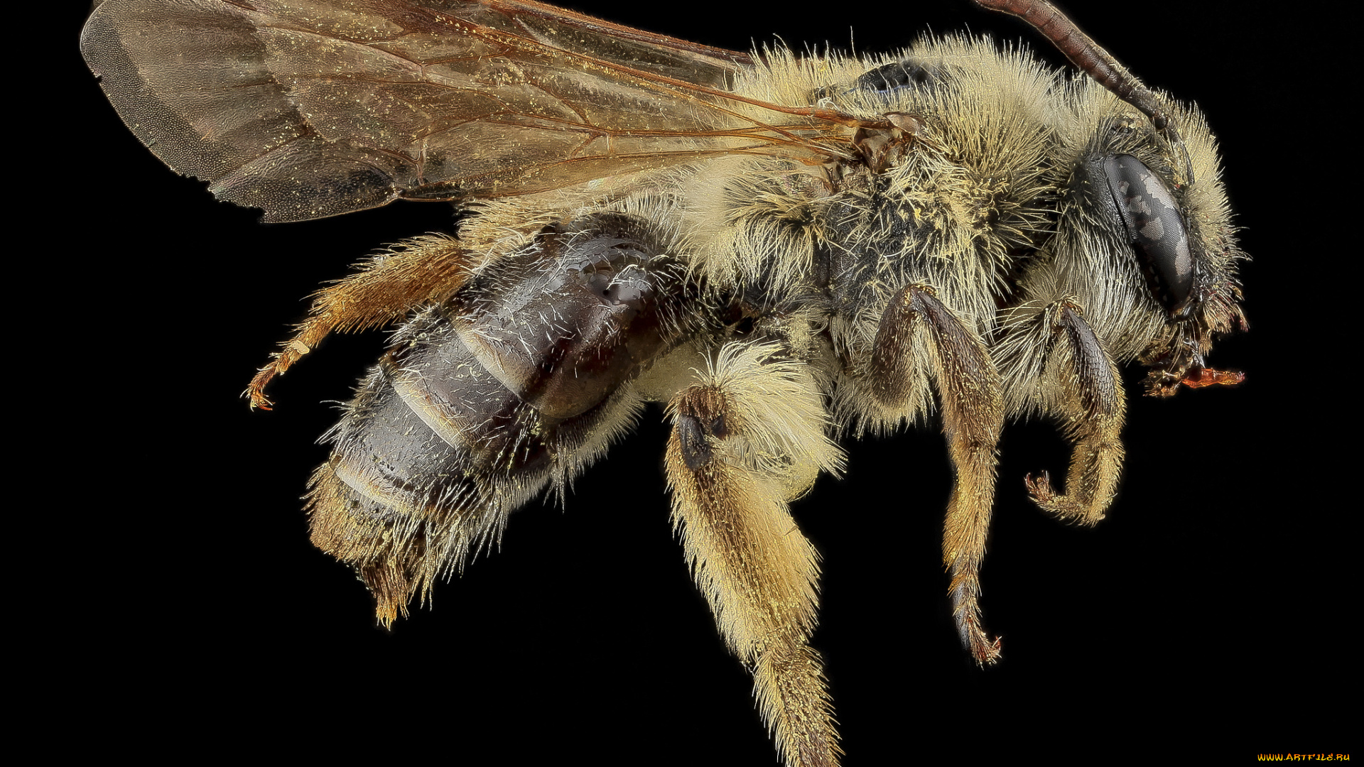 животные, пчелы, , осы, , шмели, макросъемка, насекомое