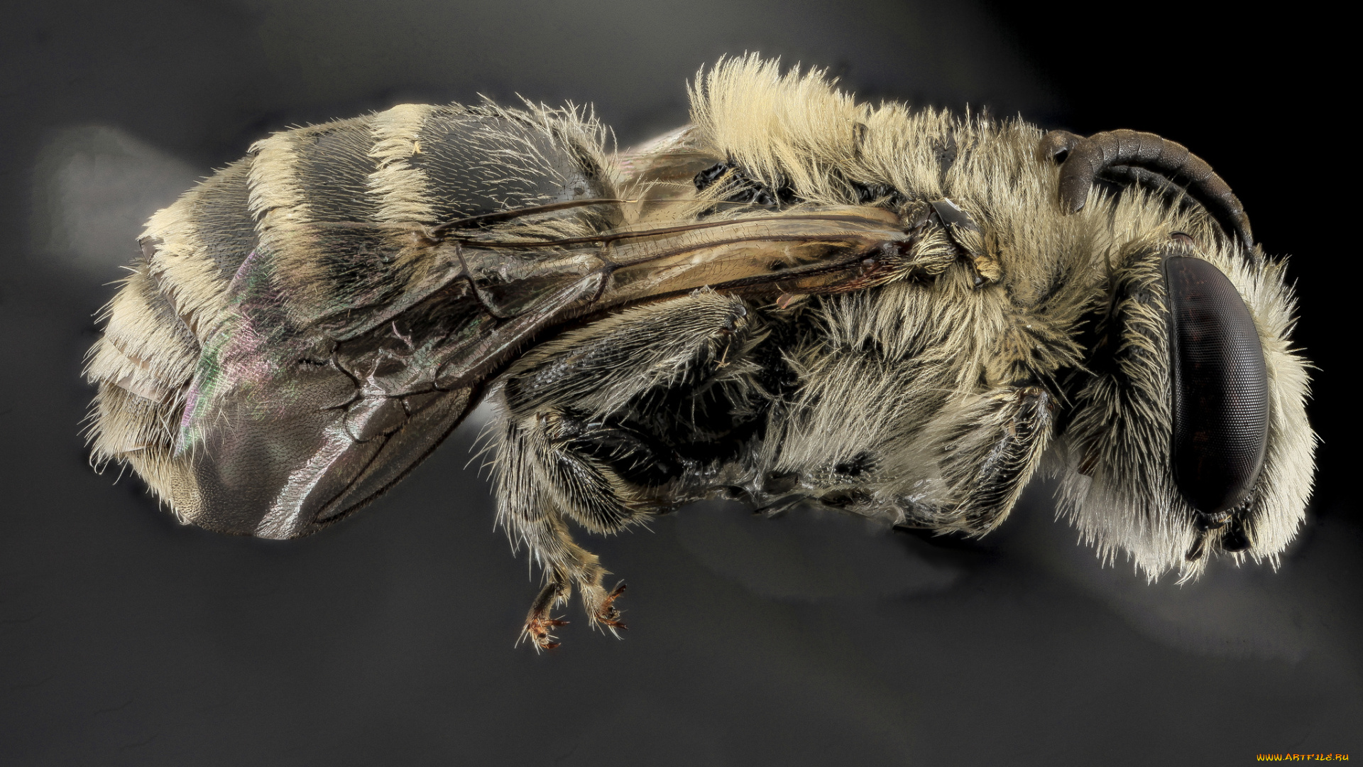 животные, пчелы, , осы, , шмели, макросъемка, насекомое