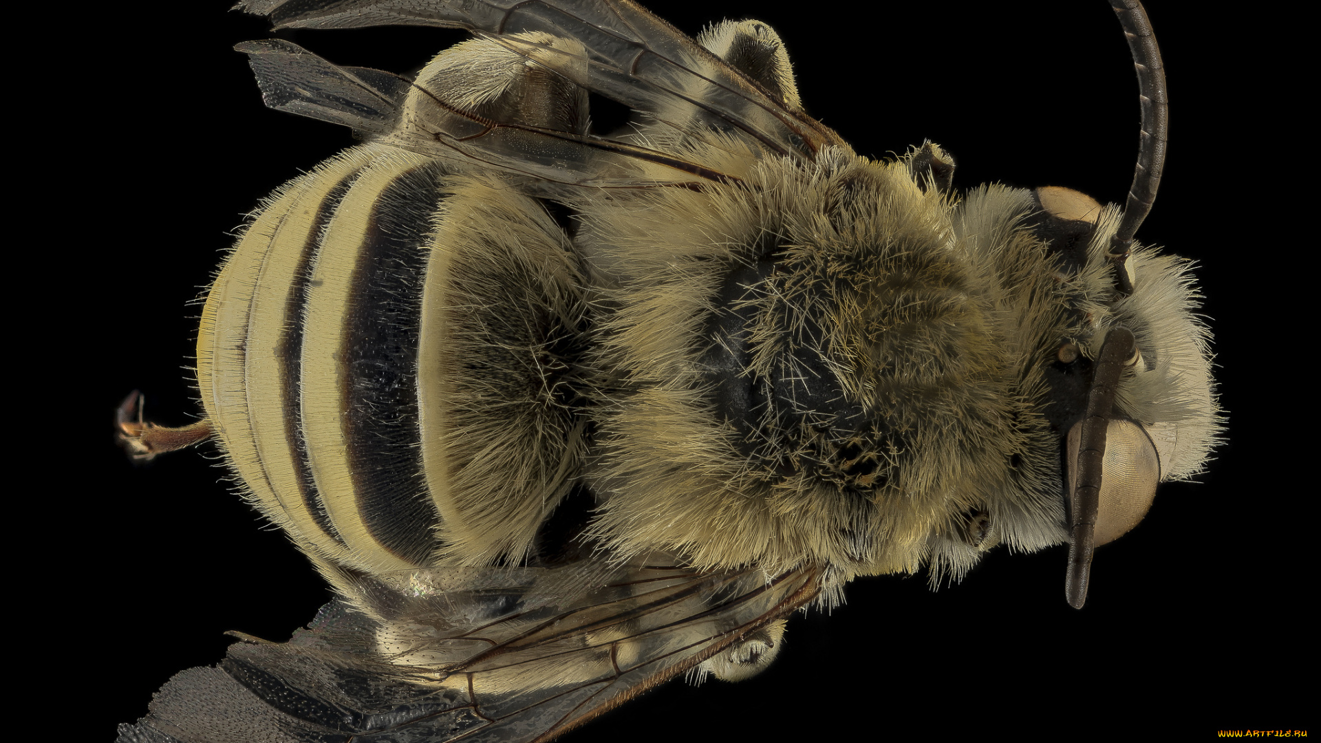 животные, пчелы, , осы, , шмели, макросъемка, насекомое