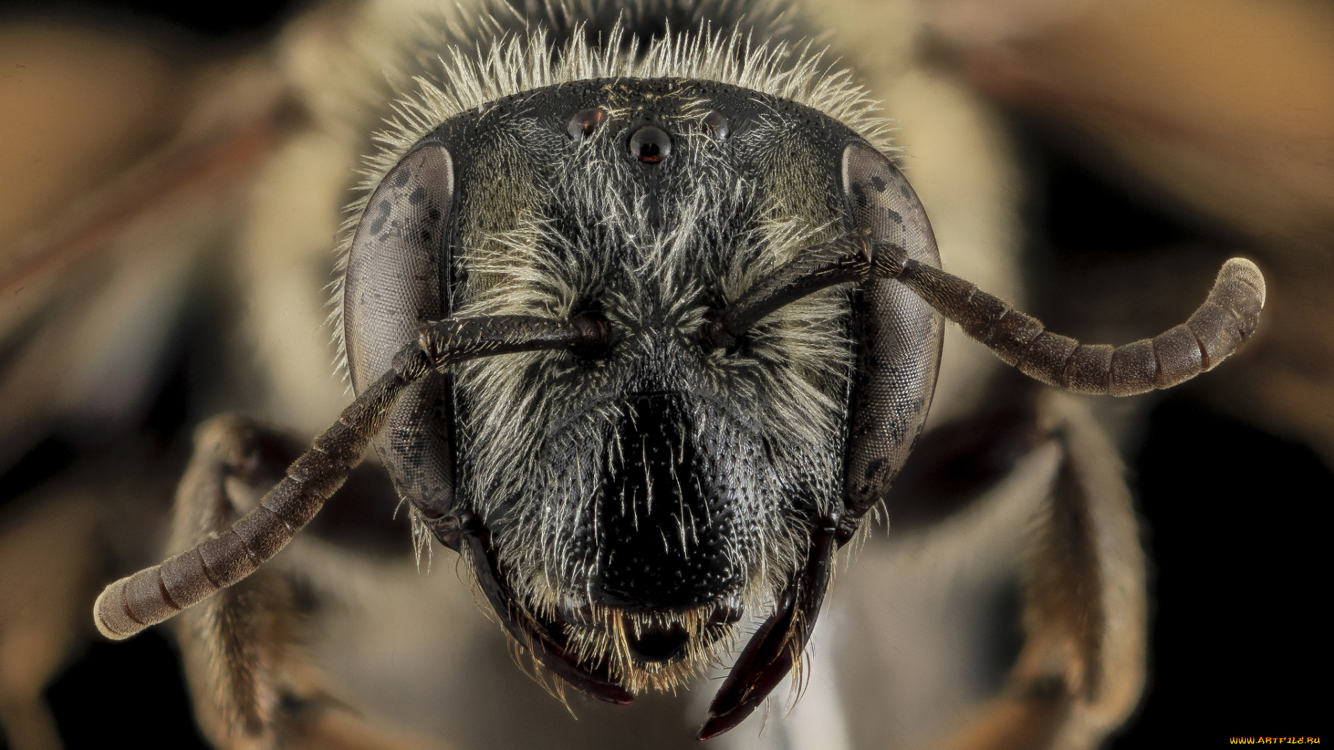 животные, пчелы, , осы, , шмели, макросъемка, насекомое